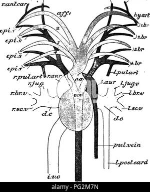 . Elemente der vergleichenden Anatomie der Wirbeltiere. Anatomie, Vergleichende. Si^, Abb. 247.. - Nm. e. pi.+'^- S. u. ä r. p-ul. Kunst^ r.c'L d.. c-ptcL.-vein-l.post.karte l.f.C &Lt;u.a. Abb. 248. Abb. 247.- Herzen von Proiopterus annectens. Von der linken Seite, ein Teil der Wand des linken Vorhofs entfernt werden. (Nach Rose.) W, faserigen Kissen in die Ventrikel; Si.r, Sinus venosus, in deren Rahmen die Lungenvenen (LV) erstreckt sich in der linken Ohrmuschel mit einem herzklappenfehler Aperture zu öffnen; L. Vh und E.Vh, linken und rechten Vorhöfe; S.A, Septum atriorum; Co, conus arteriosus. Abb. 248.-Ceratodns forsieri. Stockfoto