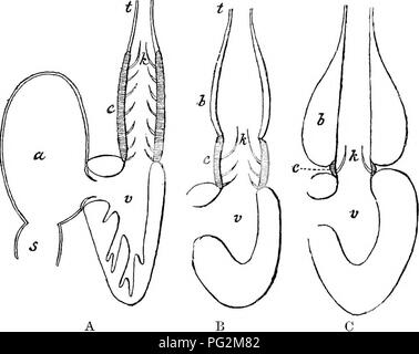 . Elemente der vergleichenden Anatomie der Wirbeltiere. Anatomie, Vergleichende. Gefäßsystem 307 kontraktilen Bulbus arteriosus liegt in der Regel in der Nähe der Ventrikel (Abb. 246, c). o Die Herzen der Fische enthält venöses Blut nur, die es zwingt. Fia, 246. âDiAfiRAMMATic Längsschnitt thkough die Herzen der Vakious Fische. (Von der Boas Zoologie.) EIN, Fisch mit gut entwickelten Conus anteriosns {z.b. Elasmobranoh); B, Amia; G, ein Teleost. In B und C der Sinus venosus und Atrium werden nicht angegeben. a, Atrium; h, bulbus arteriosus;&gt;, conus arteriosus;/; Ventile; t, ventralen Aorta; v Stockfoto