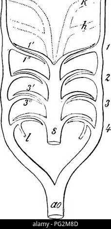 . Elemente der vergleichenden Anatomie der Wirbeltiere. Anatomie, Vergleichende. Gefäßsystem B ca" 303. Bitte beachten Sie, dass diese Bilder sind von der gescannten Seite Bilder, die digital für die Lesbarkeit verbessert haben mögen - Färbung und Aussehen dieser Abbildungen können nicht perfekt dem Original ähneln. extrahiert. Wiedersheim, Robert, 1848-1923; Parker, William Newton, 1857-1923. London, Macmillan Stockfoto