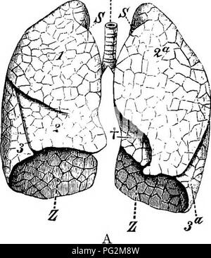 . Elemente der vergleichenden Anatomie der Wirbeltiere. Anatomie, Vergleichende. Lungen 297 Die Knorpel der Bronchien mehr und mehr spärlich geworden und schließlich verschwinden, da Letztere teilen sich in feinere und feinere Verzweigungen. Der brusthöhle wird durch eine seröse Membran gesäumt, die Pleura, in denen, wie im Fall des Peritoneums (s. 235), eine parietale und r^. Abb. 240a.-lung des Menschen. (Von der ventralen Seite.) 1, 2, 3, Nocken von rechts, und 2c, 3a, der linken Lunge; Z, Basis der Lunge; t, incisure Cordis; S, Sulcus für die A. subclavia, Tr, die Luftröhre. TcJPsS. Bitte beachten Sie, dass diese Bilder sind ext Stockfoto