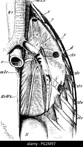 . Elemente der vergleichenden Anatomie der Wirbeltiere. Anatomie, Vergleichende. 294 vergleichende Anatomie Tr-^ mm^^ bin. l.e. Abb. 238.- links Luxg der Ente, in situ. (Aus einer Zeichnung von H. Strasser. Die wichtigsten bronchus ist offen geschnitten; intern zu diesem liegt der Lungenvenen und extern der Pulmonalarterie. Oe, (Speiseröhre; m. l. c, Muse, longus Colli; Br. Ws, thorakale vertebrfe; v, i; Enden der freien Wirbelsäule Rippen; stp, stv, Abschnitte der Rippen mit dem Brustbein verbunden sind; GU, Niere, Tr, die Luftröhre, die ich, iirst entobronchium und c, dessen Mündung bei der Kommunikation mit dem prebronchial Luft-sac; i, a, e, i Stockfoto
