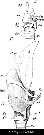. Elemente der vergleichenden Anatomie der Wirbeltiere. Anatomie, Vergleichende. Lungen. B. Bitte beachten Sie, dass diese Bilder sind von der gescannten Seite Bilder, die digital für die Lesbarkeit verbessert haben mögen - Färbung und Aussehen dieser Abbildungen können nicht perfekt dem Original ähneln. extrahiert. Wiedersheim, Robert, 1848-1923; Parker, William Newton, 1857-1923. London, Macmillan Stockfoto