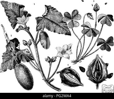 Dieser Text untersucht die Verbreitung von Pflanzenarten durch Früchte und Samen und hebt die spritzende Gurke (Ecballium elaterium) hervor, deren Früchte ihre Samen unter Druck vertreiben. Es geht um die Mechanik der Saatgutausbreitung und der pflanzlichen Fortpflanzungsstrategien. Stockfoto
