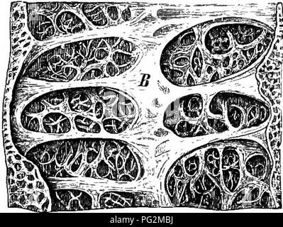. Elemente der vergleichenden Anatomie der Wirbeltiere. Anatomie, Vergleichende. Die harnblase UND LUNGE 281 etwas ähnliche Orgel (rot-Körper") vorhanden ist, sondern besteht nur aus Kapillaren. Die Luft - Blase liegt oberhalb des Bauchfells auf der dorsalen Seite des Körpers - Hohlraum zwischen der Wirbelsäule, Aorta, und Nieren einerseits und der Speiseröhre auf der anderen: es ist durch das Bauchfell auf der Bauchseite nur investiert. Es ist mehr oder weniger eine SAC-wie in Form, und ist nur in Ausnahmefällen (Poly-pterus) gekoppelt; es erstreckt sich in der Regel über die gesamte Länge des Körpers - Hohlraum, und seine Stockfoto
