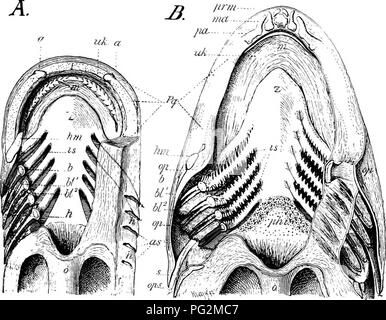 . Elemente der vergleichenden Anatomie der Wirbeltiere. Anatomie, Vergleichende. Kiemen 277 giU-Kluft als spiracle (s. bekannt 75), ist in der Regel vorhanden mehr vorher, zwischen den Unterkiefer und hyoid Bögen. In der Holo-cephali jedoch die spiracle wird verringert, es gibt nur drei holobranchs Neben hemibranchs auf der hyoid und Vierten. Abb. 222.- Dissektion der Kopf von der ventralen Seite eines, ein knorpelfischen (Zygtena Hammer), und B, a Teleost (Gailiix äglefinus ), die Branchial Apparate zu zeigen. In den beiden Abbildungen die Branchial Bögen auf der linken Seite dargestellt durch hori Schnitt Stockfoto