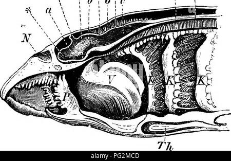 . Elemente der vergleichenden Anatomie der Wirbeltiere. Anatomie, Vergleichende. EiG. 220.-Diagramm eines LoNGITUDI^ "AI. Abschnitt theougf der Kopf des Labval (A) und Nach (B) Peiromyzon. Ep JnfmML Ch.. Abb. 221.-Längsschnitt thkough der Kopf einer Ammoccete. V, velum; P, papille der Schleimhaut; K, K, K, drei vorderen Kiemen; Th, Schilddrüse (hjrpobranchial Furche); N, nasale Sac; *, Kommunikation zwi- schen der Ventrikel des olfaktorischen lobe und die des prosencephalon; Ep, epiphyse; Jnf, infundibulum; HH, meteneephalon; 211, Medulla oblongata; h, c, Ventrikel, der Mitte Stockfoto