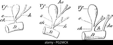 . Elemente der vergleichenden Anatomie der Wirbeltiere. Anatomie, Vergleichende. Â 21-2 vergleichende Anatomie von zwei Lappen wie der primäre, ihm in allen Wirbeltieren. Die Leber des Anamnia ist in der Regel verhältnismäßig größer als die der Amniota. Fleischfresser (Fett - Essen) Tiere verfügen in der Regel über eine vergrößerte Leber als Pflanzenfresser. Die Gallenblase ist sehr häufig vorhanden Teilweise in die richtige primäre lobe eingebettet. Es ist mit dem System der Leber verbunden. Tiv.. 2, âA, B, C, Variohs Modifikationen in der Aebangembnt der Galle-Kanäle. I), Zwölffingerdarm; Vf, Gallenblase; c und.5, zystikusstumpf; h, Hepaticus; Stockfoto