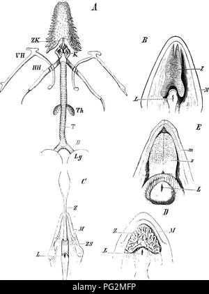 . Elemente der vergleichenden Anatomie der Wirbeltiere. Anatomie, Vergleichende. 254 vergleichende Anatomie. Abb. 204.- ein, Zunge, Hyoid ApPARATr. s, axd Bronchien eines Kecko (Phylo- (Lai - Wenn/liiti enropams); B, Zunge des Ldcerln; C, der Monitor inrlicwi; D, der Emys eitropcm; E, eines Aeligatok. Z, Zunge, ZIC, Körper von liyoiil; VII und HH, anterioren und posterioren oornua der hyoid; K, Kehlkopf; 77;, Schilddrüse; T, der Luftröhre; B, Bronchien; Lg, Umg; 21, Unterkiefer; L, der glottis; ZS, Ummantelung aus Zunge.. Bitte beachten Sie, dass diese Bilder aus gescannten Seite Bilder, die digital für Rea erhöht worden sein können extrahiert werden Stockfoto