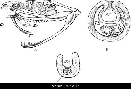 . Elemente der vergleichenden Anatomie der Wirbeltiere. Anatomie, Vergleichende. Abb. 194.-A, der Diaobams Tkansvekse Abschnitt durch die Kiefer der Reptilien, Anzeigen Pleurodont Aceodont (a), (b) und (c) Thecodont Dentitions. B, a, Unterkiefer des Zootoca vivipara; b, von Anguis fragilis.. (Nach Leydig.) Querschnitt (Abb. 195, B, C): die Leitung des Gift-Drüse geht in eine Öffnung an der Unterseite der Zahn, führt in.. T^C Tig. 195.- Zahlen der Poison-Fangs op eine viperine Schlange. A, Schädel von Klapperschlange; B, Quer schnitt durch die Mitte des - Gift - fang von vipera Munition Stockfoto