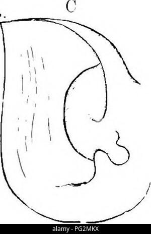 . Elemente der vergleichenden Anatomie der Wirbeltiere. Anatomie, Vergleichende. . Bitte beachten Sie, dass diese Bilder sind von der gescannten Seite Bilder, die digital für die Lesbarkeit verbessert haben mögen - Färbung und Aussehen dieser Abbildungen können nicht perfekt dem Original ähneln. extrahiert. Wiedersheim, Robert, 1848-1923; Parker, William Newton, 1857-1923. London, Macmillan Stockfoto