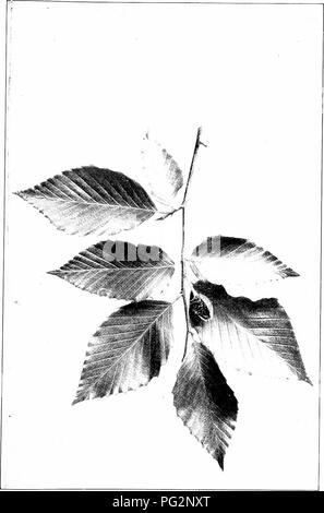 . Unsere einheimischen Bäume und wie sie zu identifizieren; ein beliebter Studie über ihre Gewohnheiten und ihre Besonderheiten. Bäume. Buche. Fruchtkörper Spray von der Buche, Fagus atropimicca. Blätter}' bis 4' lang.. Bitte beachten Sie, dass diese Bilder sind von der gescannten Seite Bilder, die digital für die Lesbarkeit verbessert haben mögen - Färbung und Aussehen dieser Abbildungen können nicht perfekt dem Original ähneln. extrahiert. Keeler, Harriet L. (Harriet Louise), 1846-1921. New York, C. Scribner's Söhne Stockfoto