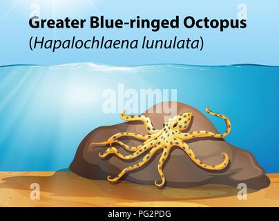 Mehr blue ringed Octopus illustration Stock Vektor