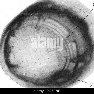 . Tierische Parasiten und parasitäre Krankheiten. Haustieren; Veterinärmedizin. c. Bitte beachten Sie, dass diese Bilder sind von der gescannten Seite Bilder, die digital für die Lesbarkeit verbessert haben mögen - Färbung und Aussehen dieser Abbildungen können nicht perfekt dem Original ähneln. extrahiert. Benjamin Kaupp, Franklyn, 1874 -. Chicago: A. Eger Stockfoto