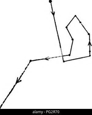 . Die Kraft der Bewegung in Pflanzen. Pflanzen, Botanik. Chat. I. PINUS UND CYCAS. 57 Und durch diese Zeit der Leuchtkörper einige der kleinen Stiel befestigt war. Aus einem unbekannten Grund, das hypocotyl weit bewegt nach links, aber es konnte kein Zweifel sein (Abb. 43), dass Es circunmutated. Ein weiterer Hypokotyl war ähnlich beobachtet, und er ebenfalls eine stark Zickzacklinie zog auf der gleichen Seite. Diese seitliche Bewegung war nicht durch die Befestigung des Glases lUaments verursacht, noch durch die Wirkung von Licht; denn kein Licht durfte enti bei jeder Beobachtung gemacht wurde r, außer von senkrecht oben. Der hy Stockfoto