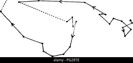 . Die Kraft der Bewegung in Pflanzen. Pflanzen, Botanik. UHAP. 1. SOLANUM. 51 Solarium palinacanthum. - Mehrere gewölbte hypoeotyls steigende Fast-2 Zoll über dem Boden, aber mit den Keimblättern noch unter der Oberfläche begraben, wurden beobachtet, und die Aufzeichnungen zeigten, dass Sie circumnutated. Darüber hinaus ist in einigen Fällen wenig offene runde Räume oder Risse im toniger Sand die gewölbte hypoeotyls sichtbar waren umgeben, und diese wurde durch das hypoeotyls in verbogen zuerst zu einer und dann zur anderen Seite, während aufwachsen - schutzzauber gemacht worden zu sein. In zwei Fällen die vertikale Arche Stockfoto