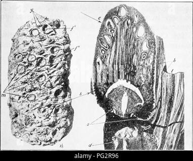 . Vererbung und Evolution der Pflanzen. Vererbung; Pflanzen. Die EVOLUTION DER PFLANZEN 213. Abb. 97.- Cycadeoidea Widandi. Auf der linken Seite, eine fein erhaltenen Stamm, die viele Kegel mit Samen Reife nähern ovulate, und eine geringere Anzahl von Entweder jung oder gescheiterten Kegel. ]', Auffangbehälter mit einem Schuppen oder nicht konservierte Kegel mit umgebenden Hüllblätter noch vorhanden; f", zwei Kegel weg während Erosion gebrochen, mit einem Teil der basalen infertile Fruchtstiels noch remaiiiing; m, vier Kegel auf der Oberfläche der Rüstung erodiert, in diesem Fall über oder etwas unterhalb der Ebene der untersten Samen; y, drei t Stockfoto