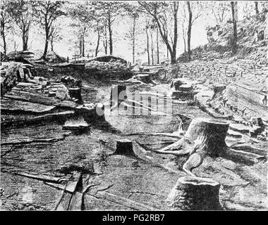 . Vererbung und Evolution der Pflanzen. Vererbung; Pflanzen. PALEUBOTANY 191. Abb. 83,- fossilen Baumstümpfen in einem Karbon Wald, Victoria Park, Glasgow. (Vgl. Abb. 84.) (nach Seward.). Bitte beachten Sie, dass diese Bilder sind von der gescannten Seite Bilder, die digital für die Lesbarkeit verbessert haben mögen - Färbung und Aussehen dieser Abbildungen können nicht perfekt dem Original ähneln. extrahiert. Gager, C. Stuart (Charles Stuart), 1872-1943. Philadelphia, S. Blakiston's Sohn &Amp; Co. Stockfoto