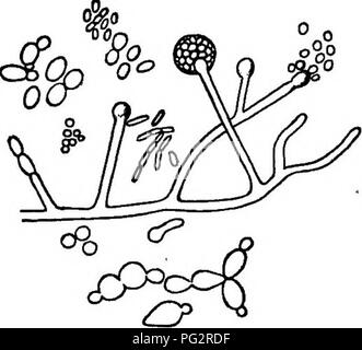 In dieser Arbeit wird der Gärungsprozess bei der Herstellung von hausgemachten Weinen erörtert, wobei der Schwerpunkt auf die Rolle von Bakterien, Hefen und Schimmelpilzen bei der Gärung gelegt wird. Er befasst sich auch mit der Verwendung von Früchten wie Holunder und Brombeeren bei der Weinherstellung und weist auf die gesetzlichen Beschränkungen in den USA für solche Produkte hin. Stockfoto