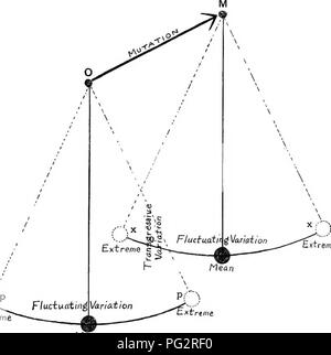 . Vererbung und Evolution der Pflanzen. Vererbung; Pflanzen. Experimentelle Evolution mutieren. Eine Anlage, die durch Mutation entsteht, ist ein elementarer Arten, oder Mutanten, und die Theorie, dass die Mutationen (und nicht Schwankungen) der Ursprung des Stärkeren erklären, und die Materialien, auf die die natürliche Selektion in der rp-Extrem, betreibt. Fluctuainiyarkiion 1^^^^^^^^.^^.^^^^^^ Maan Abb. 56.^ - Schaubild zur Verdeutlichung der Differenz zwischen den schwankenden Variation und Veränderung; 0, ursprünglichen Suspension; M, neue Nummer der Suspension nach der Mutation aufgetreten ist. Bildung neuer Arten, de Vries die Mutatio genannt Stockfoto