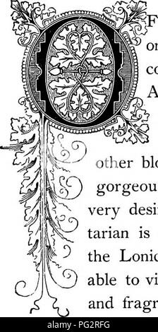 . Die Floral Kingdom: Geschichte, Stimmung und Poesie: ein Wörterbuch mit mehr als drei hundert Pflanzen, mit den Gattungen und Familien, zu denen sie gehören, und die Sprache der jeweils passende Edelsteine zu Poesie dargestellt. Blume, Blumen in der Literatur. Conicei 'tt ptriclgmenum. Natürliche Ordnung: CaprifoliacecsâHoneysuckle Familie.. Die zahlreichen Sorten dieser schönen klettern Strauch, die sogenannte periclymenum oder Woodbine, ist vielleicht die häufigste. Der Name ist von der deutsche Naturforscher Adam Lonicer, oder Lonitzer abgeleitet. Ihre zarten Blüten sind so beladen mit Süßigkeiten, die Th Stockfoto