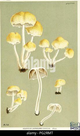 Dieser atlas zeigt Illustrationen britischer Pilze, die sich auf die Hymenomycetes-Gruppe konzentrieren. Die detaillierten Darstellungen dienen als Informationsquelle für die Identifizierung verschiedener Pilzarten in Großbritannien, einschließlich Agaricus Cascus, der häufig in Grasgebieten vorkommt. Stockfoto