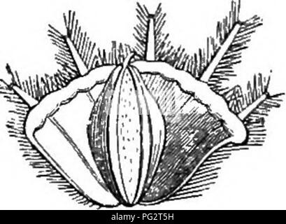 Diese botanische Abbildung zeigt detaillierte Merkmale verschiedener Pflanzenarten, wobei der Schwerpunkt auf der Frucht- und Blütenstruktur liegt. Es bietet Einblicke in die Wachstumsprozesse und Klassifizierung von Pflanzen und hebt die wichtigsten Merkmale für die botanische Untersuchung hervor. Stockfoto