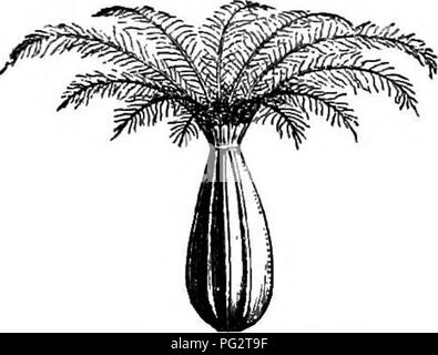 . Die natürliche Geschichte der Pflanzen. Botanik. Abb. 404. Blume (f). Abb. 405. Eine talf der Blume. , Abb. 406. Die Otter die Hälfte der Blume. Stücke nur. Der Fruchtknoten hat nur einen fruchtbaren Zelle mit einer absteigenden Samenanlage mit micropyle in erster Linie superior und Innenraum; die anderen beiden sind nervelike oder nahezu unsichtbar. Sie werden selten in der monospermous Frucht gefunden, der Samen, die in absteigender Reihenfolge, in der Regel mit - Valeriana officinalis. Bitte beachten Sie, dass diese Bilder aus gescannten Seite Bilder, die digital für die Lesbarkeit verbessert haben mögen - Färbung und Aussehen dieser Abbildung extrahiert werden Stockfoto