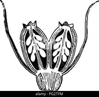 . Die natürliche Geschichte der Pflanzen. Botanik. Abb. 371. Abb. 374. Abb. 375. Abb. 376. Abb. 373. Blume. Obst (f). Saatgut (M). Lange. Sekte, von Saatgut. Allein;, Sekte der Blume. Lonicera ciliata. Lonicera Xylosteum, Seite der Blume und bilden eine Lippe, während der vordere Lippe ist nur durch die fünfte lobe vertreten. Es gibt fünf Staubblätter in der andrcecium und der Fruchtknoten hat drei oder zwei Zellen, von denen eine posterior, mit einer unbestimmten Zahl der Samenanlagen in jedem. Die Frucht ist eine Beere polyspermous und die Samen sind albuminous. Sie sind Sträucher reichlich in gemäßigten oder sogar warme Regionen, vor allem der Norden Stockfoto