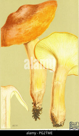 . Abbildungen der britischen Pilze (hymenomycetes) als Atlas für das "Handbuch der britischen Pilze" dienen. Pilze; Botanik. DERMINI. PL. 434.. R.E.B. AGARICUS (FLANIMULA) FUSUS. Batsch. Vielzahl. auf dem Boden. Sibhertoft. 07.11.1883.. Bitte beachten Sie, dass diese Bilder sind von der gescannten Seite Bilder, die digital für die Lesbarkeit verbessert haben mögen - Färbung und Aussehen dieser Abbildungen können nicht perfekt dem Original ähneln. extrahiert. Cooke, M. C. (Mordecai Cubitt), b. 1825; Cooke, M. C. (Mordecai Cubitt), b. 1825. Handbuch der britischen Pilze. London, Williams und Norgate Stockfoto