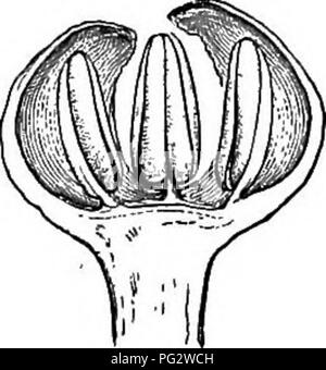 . Die natürliche Geschichte der Pflanzen. Botanik. Fia. 291. Pia. 292. Weibliche Blüte Längsschnitt (vergrößert). der weiblichen Blüte. Fl&amp;. 293. Fruchtkörper tranch (J). Bitte beachten Sie, dass diese Bilder sind von der gescannten Seite Bilder, die digital für die Lesbarkeit verbessert haben mögen - Färbung und Aussehen dieser Abbildungen können nicht perfekt dem Original ähneln. extrahiert. Baillon, Henri Ernest, 1827-1895; Hartog, Marcus Manuel, 1851 -. London, L. Reeve &Amp; Co. Stockfoto