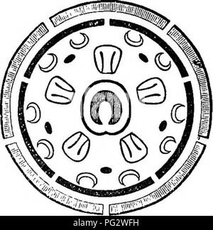 . Die natürliche Geschichte der Pflanzen. Botanik. Fia. 270. Diagramm.. Bitte beachten Sie, dass diese Bilder sind von der gescannten Seite Bilder, die digital für die Lesbarkeit verbessert haben mögen - Färbung und Aussehen dieser Abbildungen können nicht perfekt dem Original ähneln. extrahiert. Baillon, Henri Ernest, 1827-1895; Hartog, Marcus Manuel, 1851 -. London, L. Reeve &Amp; Co. Stockfoto