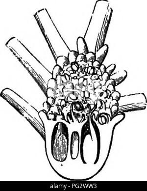 . Die natürliche Geschichte der Pflanzen. Botanik. Kg. 110. Männliche bud (f). Bitte beachten Sie, dass diese Bilder sind von der gescannten Seite Bilder, die digital für die Lesbarkeit verbessert haben mögen - Färbung und Aussehen dieser Abbildungen können nicht perfekt dem Original ähneln. extrahiert. Baillon, Henri Ernest, 1827-1895; Hartog, Marcus Manuel, 1851 -. London, L. Reeve &Amp; Co. Stockfoto