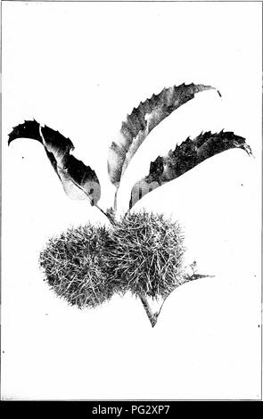 Dieses Bild stammt von „unsere einheimischen Bäume und wie man sie identifiziert“ und bietet detaillierte Abbildungen verschiedener Baumarten, wie z. B. der Kastanienbaum. Das Buch bietet eine beliebte Studie über die Gewohnheiten und Besonderheiten einheimischer Bäume und ist somit ein nützlicher Leitfaden für die Baumidentifizierung in Nordamerika. Die Arbeit von Harriet Keeler unterstreicht die Bedeutung des Verständnisses der einheimischen Flora. Stockfoto