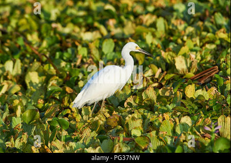 Der Lago de Chapala, Mexiko, 23. August 2018. Snowy Egret (Egretta thula) auf der Suche nach Nahrung unter invasiver Arten Wasserhyazinthen (Eichhornia crassipes), die Decke der Chapala See, Jalisco, Mexiko. Trotz der umfangreichen Bemühungen der Jalisco Regierung über eine Anzahl von Jahren zur Ausrottung dieser eingeführten Arten es weiter zu verbreiten, 2018 beweisen, schlimmer als je zuvor verursacht Überschwemmungen durch die Blockierung von Kanälen, Gräben und Rohre und die Verringerung der gelöste Sauerstoff Gefährdung der lokalen Fischbestände. Kredit Peter Llewellyn/Alamy leben Nachrichten Stockfoto