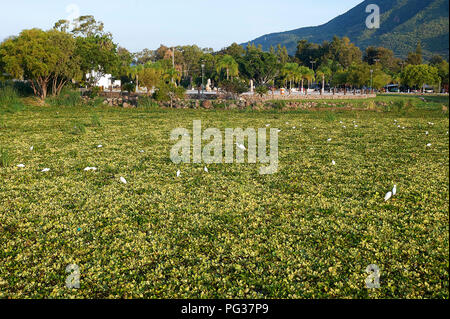 Der Lago de Chapala, Mexiko, 23. August 2018. Invasive Arten Wasserhyazinthen (Eichhornia crassipes) Decke Chapala See (Mexicos größten Süßwassersee), Jalisco, Mexiko. Trotz der umfangreichen Bemühungen der Jalisco Regierung über eine Anzahl von Jahren zur Ausrottung dieser eingeführten Arten es weiter zu verbreiten, 2018 beweisen, schlimmer als je zuvor verursacht Überschwemmungen durch die Blockierung von Kanälen, Gräben und Rohre und die Verringerung der gelöste Sauerstoff Gefährdung der lokalen Fischbestände. Kredit Peter Llewellyn/Alamy leben Nachrichten Stockfoto