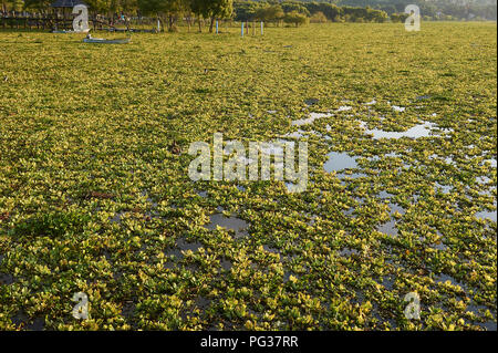 Der Lago de Chapala, Mexiko, 23. August 2018. Invasive Arten Wasserhyazinthen (Eichhornia crassipes) Decke Chapala See (Mexicos größten Süßwassersee), Jalisco, Mexiko. Trotz der umfangreichen Bemühungen der Jalisco Regierung über eine Anzahl von Jahren zur Ausrottung dieser eingeführten Arten es weiter zu verbreiten, 2018 beweisen, schlimmer als je zuvor verursacht Überschwemmungen durch die Blockierung von Kanälen, Gräben und Rohre und die Verringerung der gelöste Sauerstoff Gefährdung der lokalen Fischbestände. Kredit Peter Llewellyn/Alamy leben Nachrichten Stockfoto