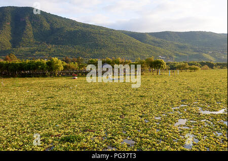 Der Lago de Chapala, Mexiko, 23. August 2018. Invasive Arten Wasserhyazinthen (Eichhornia crassipes) Decke Chapala See (Mexicos größten Süßwassersee), Jalisco, Mexiko. Trotz der umfangreichen Bemühungen der Jalisco Regierung über eine Anzahl von Jahren zur Ausrottung dieser eingeführten Arten es weiter zu verbreiten, 2018 beweisen, schlimmer als je zuvor verursacht Überschwemmungen durch die Blockierung von Kanälen, Gräben und Rohre und die Verringerung der gelöste Sauerstoff Gefährdung der lokalen Fischbestände. Kredit Peter Llewellyn/Alamy leben Nachrichten Stockfoto