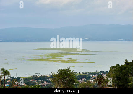 Der Lago de Chapala, Mexiko, 23. August 2018. Invasive Arten Wasserhyazinthen (Eichhornia crassipes) Decke Chapala See (Mexicos größten Süßwassersee), Jalisco, Mexiko. Trotz der umfangreichen Bemühungen der Jalisco Regierung über eine Anzahl von Jahren zur Ausrottung dieser eingeführten Arten es weiter zu verbreiten, 2018 beweisen, schlimmer als je zuvor verursacht Überschwemmungen durch die Blockierung von Kanälen, Gräben und Rohre und die Verringerung der gelöste Sauerstoff Gefährdung der lokalen Fischbestände. Kredit Peter Llewellyn/Alamy leben Nachrichten Stockfoto