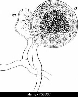 . Anlage Studien; eine elementare Botanik. Botanik. Abb. 'SA' .. eine hrancti von Peronospora in Kontakt mit zwei Zellen eines host]) lant und senden Sie Ihren großen hanstoria.- Nach dem DeBakt.. Bitte beachten Sie, dass diese Bilder sind von der gescannten Seite Bilder, die digital für die Lesbarkeit verbessert haben mögen - Färbung und Aussehen dieser Abbildungen können nicht perfekt dem Original ähneln. extrahiert. Coulter, John Merle, 1851-1928. New York, D. Appleton und Unternehmen Stockfoto