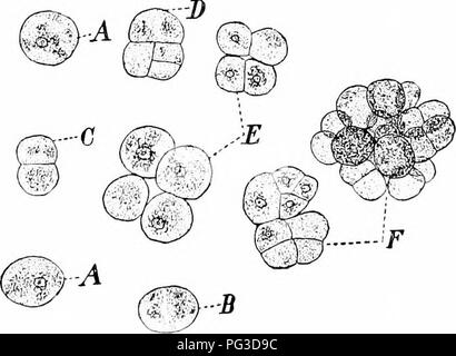 Diese einführende Arbeit zur Botanik behandelt die Grundlagen der Pflanzenbiologie und konzentriert sich auf Prozesse wie die Spaltvermehrung in Algen und bakterienähnlichen Organismen. Es werden grundlegende Pflanzenstudien vorgestellt, einschließlich der Klassifizierung von Algen und ihrer Rolle in Ökosystemen. Stockfoto