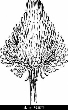 Dieser Lehrtext stellt die Grundlagen der Botanik vor, wobei der Schwerpunkt auf dem Prozess der Bestäubung liegt. Sie unterscheidet zwischen anemophilen Pflanzen (durch Wind bestäubt) und entomophilen Pflanzen (durch Insekten bestäubt) und erklärt ihre Rolle in der Pflanzenvermehrung. Stockfoto