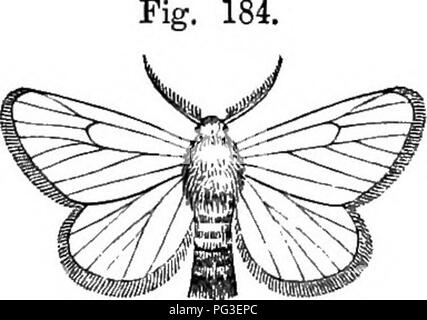 . Das Buch der Garten. Im Garten arbeiten. Gelb - TAfLED Motten und CATERPILJ. AR.Obstbäume, oft vorherrschenden in einem solchen Ausmaß, dass nicht ein Blatt oder Bild. 183. Früchte links unbeabsichtigten. jured. "Die gelbe - 1 tailed Moth, "Kollar beobachtet, "ist ein noc -turnal lepidopterous Insect, wie es nur Fliegen und Propa-Tore seiner Art in der Nacht. Des Tages es sitzt ruhig auf ein Blatt, oder an der Wand, und suffei es - selbst in der Hand gefangen werden. Seinen Vorderteil^ Flügel sind einer daz-zling Weißheitsgrad, als auch die grössere ist, einen Teil seines Körpers; nur die wichtigsten Vene der Vorderflügel der Männchen ist Bro Stockfoto