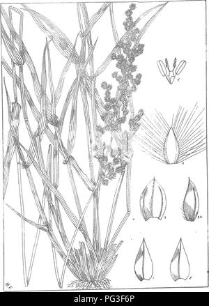 . Natal Pflanzen: Beschreibungen und Abbildungen von Natal einheimischen Pflanzen, mit Hinweisen auf ihre Verteilung, wirtschaftlichen Wert, einheimischen Namen, &Amp; C., / von J. Medley Holz und Maurice S. Evans. Unter der Schirmherrschaft von Natal Regierung und Durban Botanischen Gesellschaft veröffentlicht. Botanik. Platte 428.. ERAGROSTIS CILIARI 5. "^^^. Bitte beachten Sie, dass diese Bilder sind von der gescannten Seite Bilder, die digital für die Lesbarkeit verbessert haben mögen - Färbung und Aussehen dieser Abbildungen können nicht perfekt dem Original ähneln. extrahiert. Holz, John Medley, 1827-1914; Evans, Maurice S. (Maurice Smethurs Stockfoto