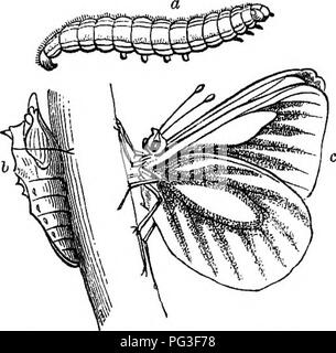 . Das Buch der Garten. Im Garten arbeiten. Kleine WEISSKOHL SCHMETTERLING. ein Caterpillar; b Chrysalis; c Schmetterling. Grün geaderten Garten Schmetterling. Die Raupen der ersten grünlich-gelb, mit schwarzen Flecken; GREBN - VEINKD CABBAGE BUTTERFLY. ein caterpUlar; b clirysalis; e Schmetterling. Wenn sie ausgewachsen sind, werden sie in den Ruhestand gehen, um einige geschützte trockenen Platz, und in den Kokon Status zu ändern, wieder bereit im Frühjahr in ihre aber - terfly Zustand, ihre Eier zu legen, zu ändern, und eine neue Rasse von Raupen produzieren. Den Kohl Pulver - wmged Motte (Aleyrodes proletella L. - die Aleyrodes elielidonii der Lat-reille) oft Stockfoto