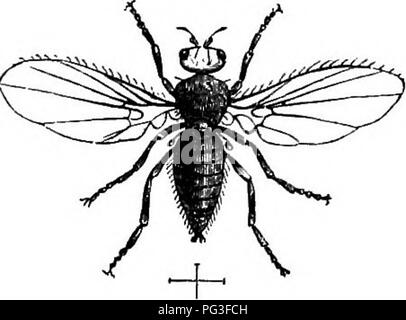 . Das Buch der Garten. Im Garten arbeiten. WHITH - BHOULDKRED WOLLE - MOTH. Sie fragen nach der Transfor- mation, sind häufig durch die caterpil belegt - lar der Weißen-sollte-ihre Wolle - Moth, Tinea aarcitella, Abb. 10, dem bekannten inländischen Pest, die ihre Eier auf alle Weise der kammgarn Futtermitteln festgelegt, zum großen Ärger von jeder sparsame Hausfrau. Sie sind oft in den Samen der Pease und Bohnen gefunden, und in der Gesellschaft, und die bruchus granwrius larvse für eine Spezies von saw-fly, traurig, Zerstörung der Lager. Die bruchus granarius ist somit in der "Gärtner" beschrieben, v Stockfoto