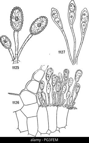 . Ein Lehrbuch der Botanik für Hochschulen und Universitäten ... Botanik. Vervielfältigung und Verbreitung 813 Turgor, woraufhin das austretende Wasser Tränen verlieren das sporangium und treibt es mit der beiliegenden Sporen für etwas Abstand. In einer etwas ähnlichen Mode sind die konidien des Entomophthora vertrieben und die ascosporen des Ascoholus und von Peziza repanda. Im Mutterkorn (Claviceps) einen süßlichen Substanz, als Honigtau bekannt, se ist - creted als konidien Reifen, und Insekten, die in der Pilz für die honigtau streuen die Sporen. Im Exemplar des Gemeinen Stinkmorchels {Phallus impudicus) Der spore-Lager Teil deliq Stockfoto