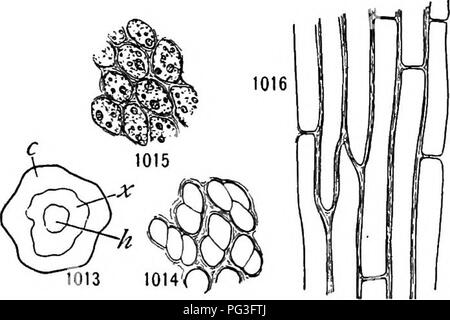 . Ein Lehrbuch der Botanik für Hochschulen und Universitäten ... Botanik. 686 ÖKOLOGIE. Anordnung der "XYLEM" und "Phloem, "wie in einer triarch root. In der qhaceae Polytri - Das Blatt und der Stiel Bundles melden Sie, obwohl Sie nicht in den meisten Moose verbunden sind. Das Bündel von Polyirichum ist sicherlich komplexere Struktur als die einfachere Samen pflanzen. Die "Vascular Bundles" von Algen und Moosen zweifellos haben keine genetischen Zusammenhang mit der leitbündel höherer Pflanzen, aber sie sind von großem Interesse, als zeigen mögliche frühe Schritte der Differenzierung von Con-du Stockfoto