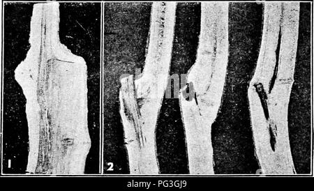 . Pflanzliches: Gewächshaus und Gärtnerei Praxis. Pflanzenvermehrung. Kapitel X GRAFTAGE - ALLGEMEINE ÜBERLEGUNGEN 192. Graftage, die pfropfung umfasst, angehende und inarching, ist die natürliche oder künstliche Prozess, ein Teil der Anlage mit Vereinen und auf die Wurzeln einer anderen wachsen. Eine Transplantation kann daher als schneiden, wie einige der Gewebe mit einer anderen Pflanze oder Teil mit oder ohne Bildung entweder Kallus oder Wurzeln, vereint wie stets, wenn Stecklinge in unabhängige Anlagen entwickelt werden. 193. Als Gartenbau, graftage ist von sehr alten Stockfoto