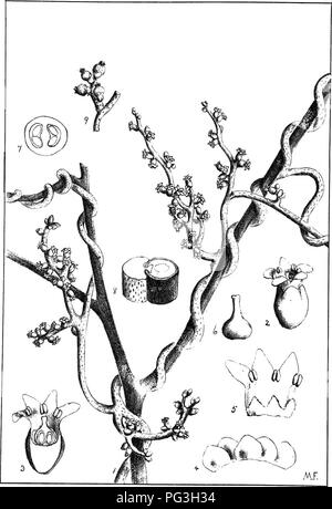 . Natal Pflanzen: Beschreibungen und Abbildungen von Natal einheimischen Pflanzen, mit Hinweisen auf ihre Verteilung, wirtschaftlichen Wert, einheimischen Namen, &Amp; C., / von J. Medley Holz und Maurice S. Evans. Unter der Schirmherrschaft von Natal Regierung und Durban Botanischen Gesellschaft veröffentlicht. Botanik. Plale 534. Cuscula cassyloidea Nees.. Bitte beachten Sie, dass diese Bilder sind von der gescannten Seite Bilder, die digital für die Lesbarkeit verbessert haben mögen - Färbung und Aussehen dieser Abbildungen können nicht perfekt dem Original ähneln. extrahiert. Holz, John Medley, 1827-1914; Evans, Maurice S. (Maurice Smethurst), 185 Stockfoto