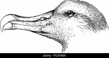 . Die Vögel von Südafrika. Vögel. 496 PEOCELLAEIID^ DIOMEDEA Iris Braun; Bill weiß mit rosa Tönung immer gelblich wenn getrocknet; Beine weiß mit leicht bläulich. Länge eines sehr großen männlichen 53'0 27'0; Flügel; Länge der gestreckten Flügel 55; Verbreitung der Flügel von Spitze zu Spitze bei der LANGGESTRECKTE 10 ft. 1.; Schwanz 9'5; culmen 8'0; Tarsus 4-75; mittlere Zehe 6'5. Der größte Vogel durch Herrn Green, der hatte viel Erfahrung, 11 ft gemessen wurde. 4 in. über die Flügel. Das Gewicht eines erwachsenen Mannes ist von 16 bis 19 lbs ein junger Vogel ist einheitlich braun oben mit den Flügeln, dunkler, fast b Stockfoto